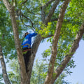 The Best Time of Year for Tree Care Services in Garland, Texas