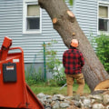 The Average Cost of Tree Care Services in Garland, Texas