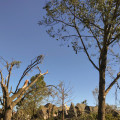 What to Do in a Tree Emergency After Hours in Garland, Texas