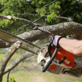 Ensuring Proper Licensing and Insurance for Tree Care Services in Garland, Texas