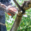 Tree Care Services in Garland, Texas: Beyond Just Trimming and Pruning