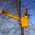 Finding Reliable Tree Care Services in Garland, Texas