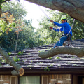 Tree Care Services in Garland, Texas: More Than Just Tree Care
