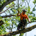 The Importance of Being Present During Tree Care Services in Garland, Texas