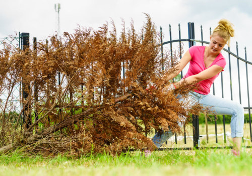 Understanding the Regulations and Permits for Tree Care Services in Garland, Texas