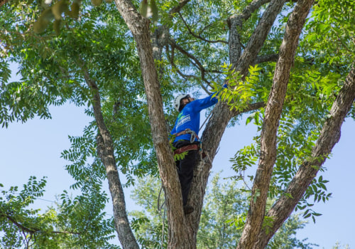 The Best Time of Year for Tree Care Services in Garland, Texas