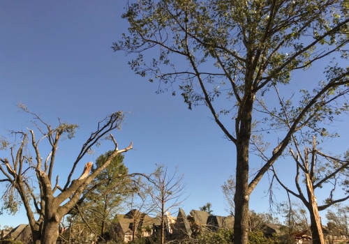What to Do in a Tree Emergency After Hours in Garland, Texas