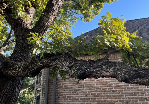 The Process of Removing a Tree on Your Property in Garland, Texas