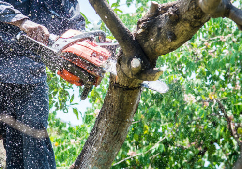 Tree Care Services in Garland, Texas: Beyond Just Trimming and Pruning