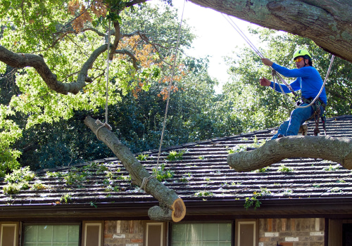 Tree Care Services in Garland, Texas: Are Free Estimates Offered?