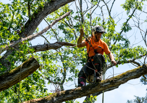 The Importance of Being Present During Tree Care Services in Garland, Texas