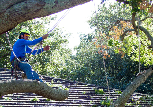 Protecting Your Investment: How A Rock Bucket Enhances Tree Care Services In Garland, Texas